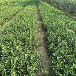 【枳壳树苗泰安增鑫园艺场规格齐全成活率高】-