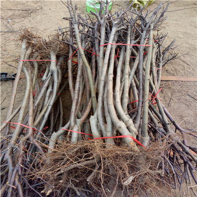 【陕西秦冠苹果苗批发基地】- 
