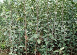 陕西矮化苹果果树,批发矮化苹果苗,果树苗木,优质矮化苹果种苗