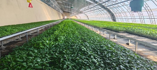 崆峒区:多措齐下促进蔬菜种苗产销两旺