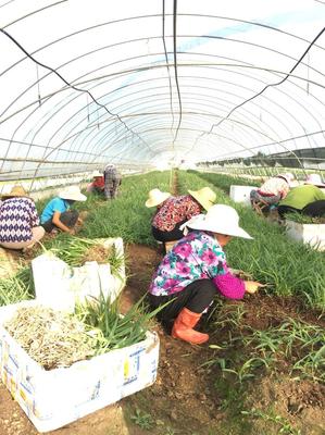 [白芨种苗批发]陕西汉中汉台区白芨种苗 0.60元/棵白芨种苗基 _ 一亩田