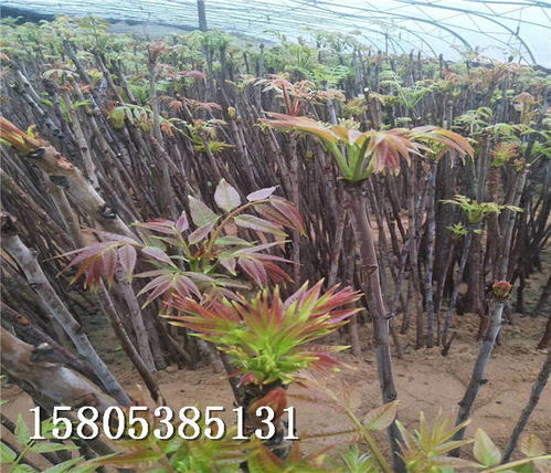 香椿树苗在湖南常德哪个地方能买到苗露地香椿树苗联系方式