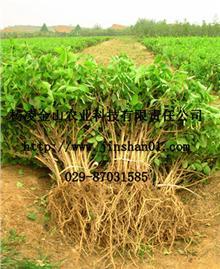 陕西西安杨凌金山农业科技有限责任公司_金银花,文冠果,除虫菊,黄连木,五味子_