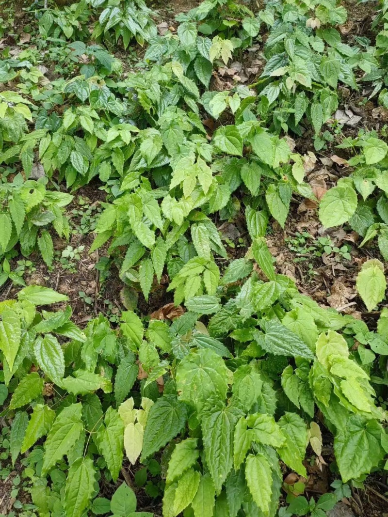 [淫羊藿种苗批发]陕西安康岚皋县淫羊藿种苗 0.80元/棵陕西省 _ 一亩