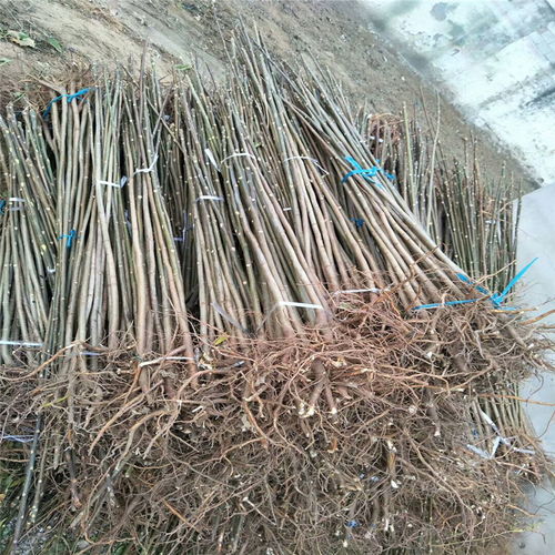 陕西香椿树苗基地