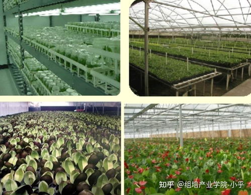 组培大讲堂 植物离体繁殖技术与陕西种苗产业应用