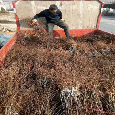 陕西优质5年冬枣树苗，农户直销，助您丰收致富