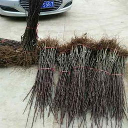陕西种苗 哈尔滨红香酥梨树苗品种齐全,助力果农丰收