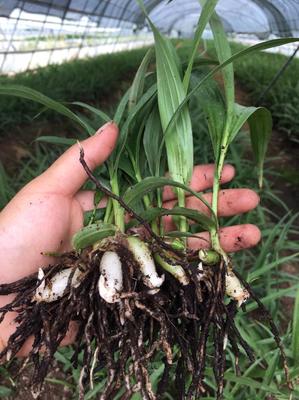 陕西汉中汉台区白芨种苗批发 优质种苗助力高效种植