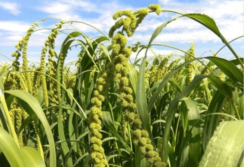 那年愿 陕北佳县有机农业的守护与陕西种苗的健康生活愿景