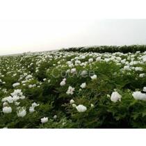 2017年陕西观赏牡丹种苗厂商与批发商综合指南