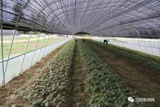 走好龙头企业与集体经济融合发展之路——二论汉阴县镇园产业联盟模式对乡村产业振兴的启示