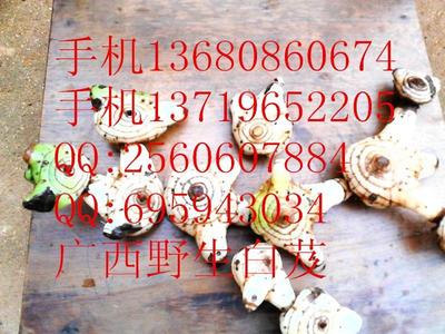 供应优质陕西白及种苗与种子，助力药材种植产业发展