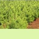 供应陕西白皮松 价格、厂家与花卉种苗资源解析