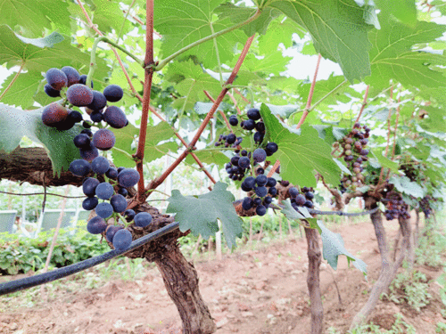 陕西杨凌葡萄种苗 万里国际合作添新枝