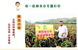 延安香谷米黄小米 传承陕西种苗的纯正风味