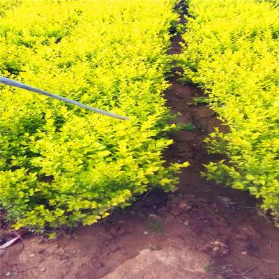 陕西特色植物资源 麦冬草与周至月季的产业价值与发展