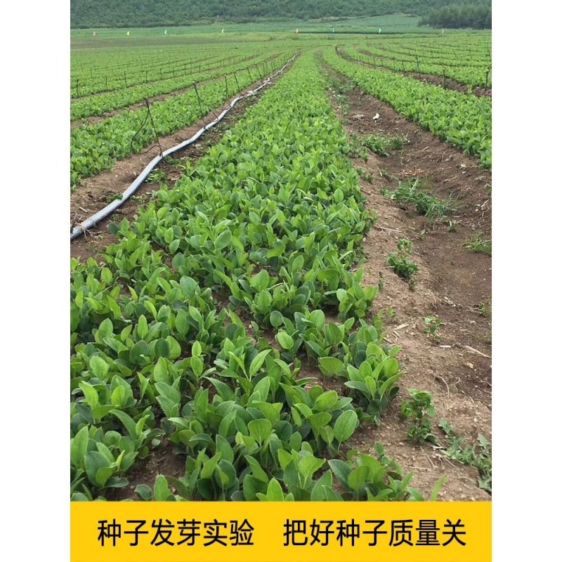 陕西商洛商州区苍术种苗批发 助力中药材产业发展