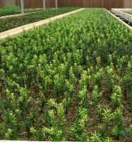陕西红豆杉种苗市场报价解析