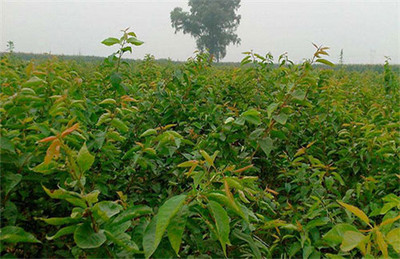 陕西与山西樱桃种苗批发指南