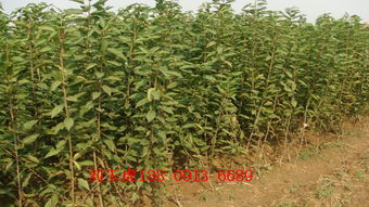 陕西樱桃苗价格分析与种植指南