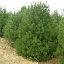 陕西榆林油松树苗供应与批发指南