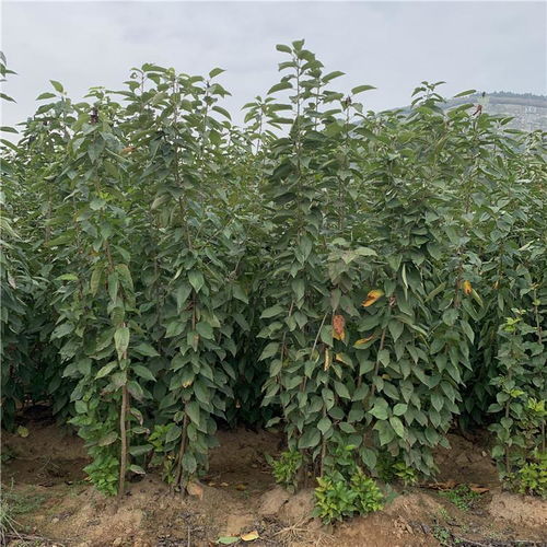 陕西西安桑提娜樱桃苗 早熟品种的种植价值与市场前景