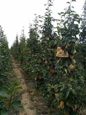 陕西库尔勒香梨树苗基地 厂家直供，品质保障，最新报价信息速览