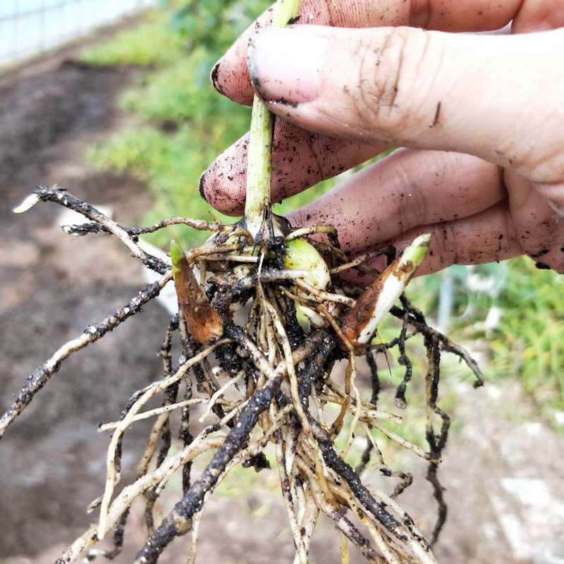 秦岭珍品 陕西紫花三叉白芨种苗的栽培价值与前景