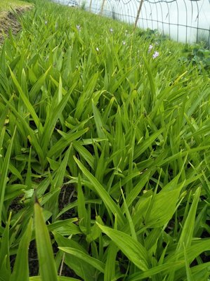 陕西商洛山阳县 优质白芨种苗产业发展与市场前景探析