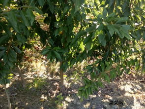 陕西青脆李子苗 优质产地货源与种植管理指南