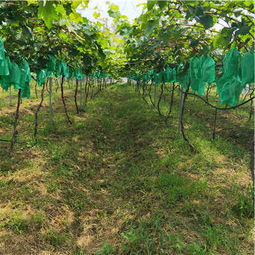 陕西种苗产业新星 优质巨星葡萄苗种植前景与选购指南