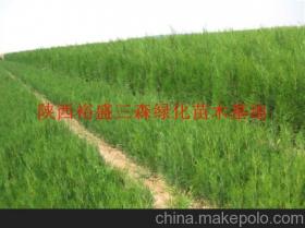 陕西绿化苗木供应商、价格行情及主要批发市场全解析