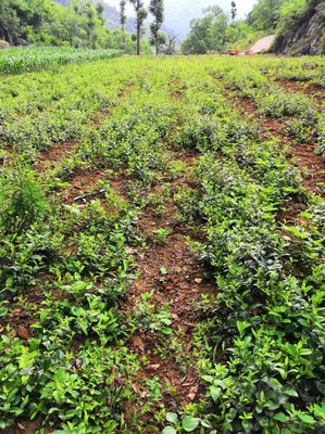 陕西商洛镇安县 秦岭苍术种苗，半野生种植的优选选择