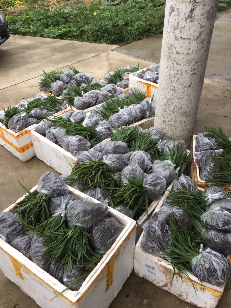 陕西汉中汉台区白芨种苗批发详情与种植前景分析